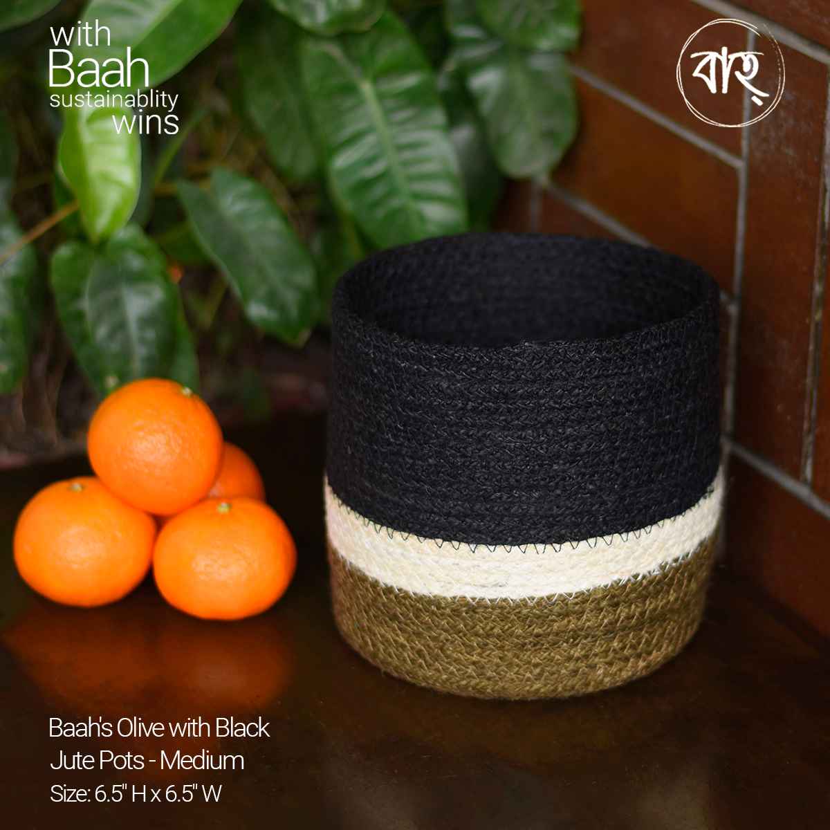 Baah's Olive with Black Jute Pots-Medium